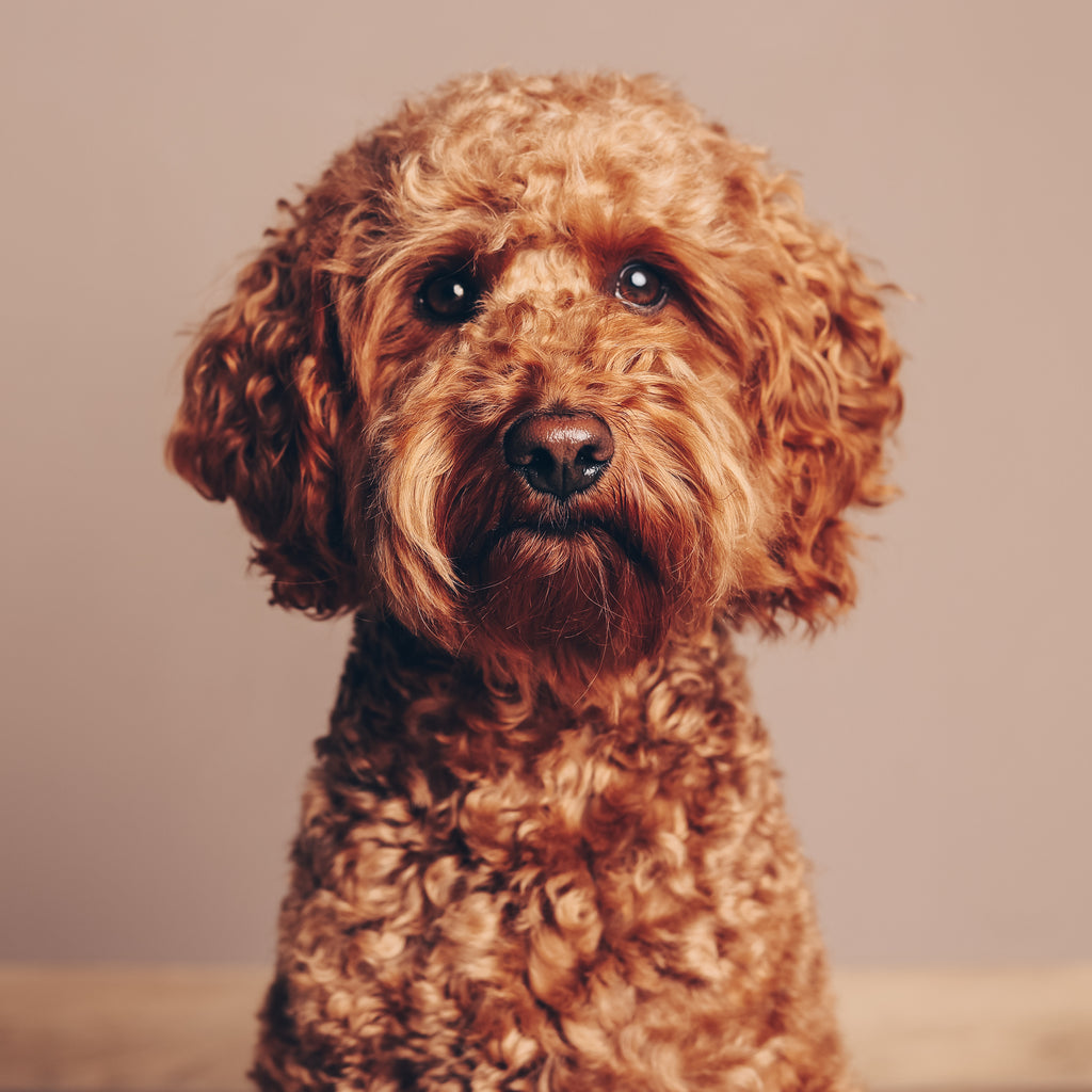 Fotoshooting inkl. Leinwand