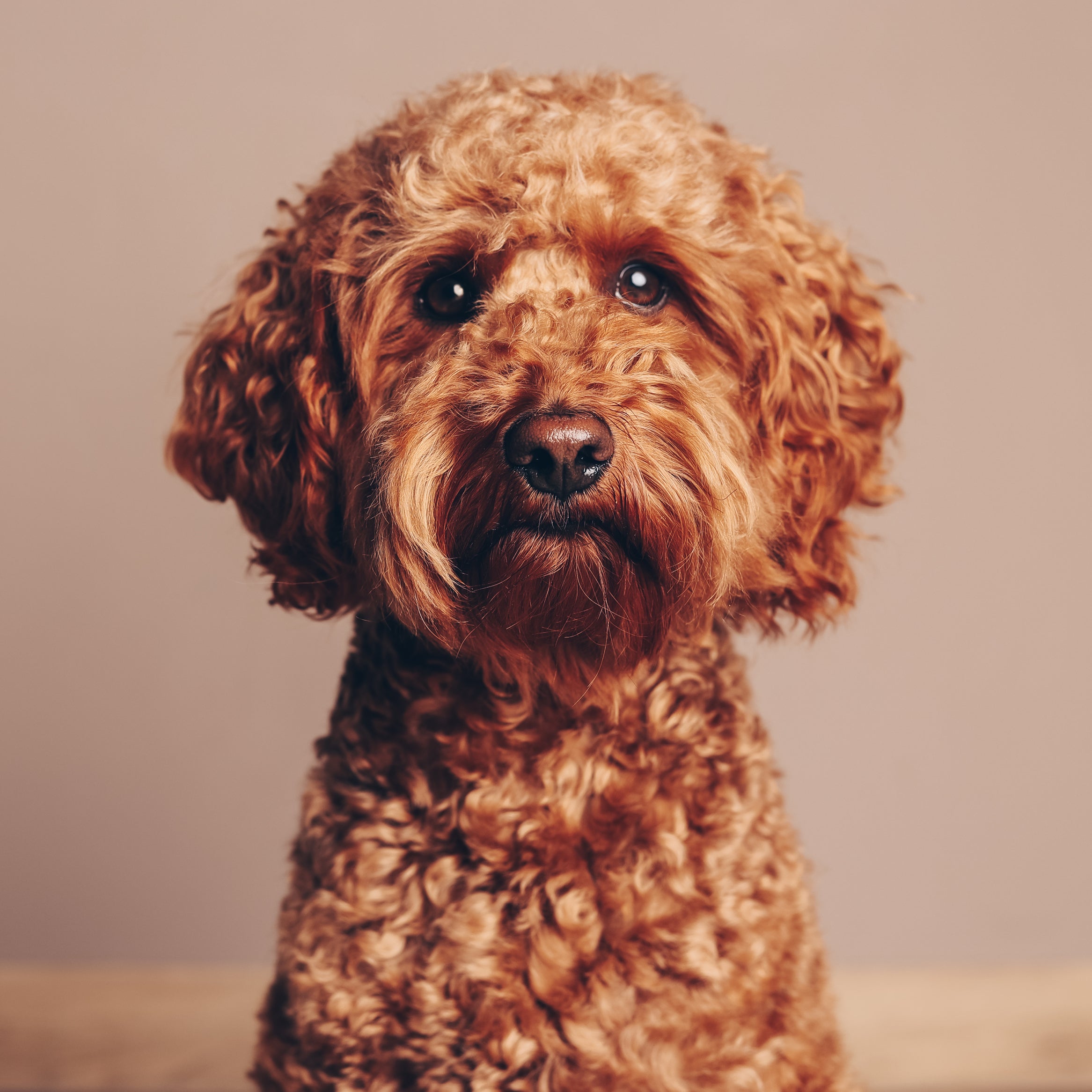 Fotoshooting inkl. Leinwand